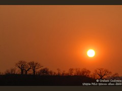 Baobab-Sunset-l