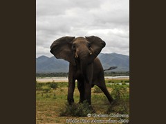 Elephant-Bull-l