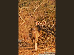 kudu-bull-l