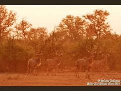 Kudu-bulls-l
