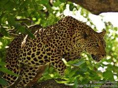 Leopard-Male-l