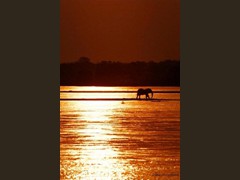 Sunset-Elephant-l