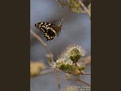 Swallowtail-butterfly-l